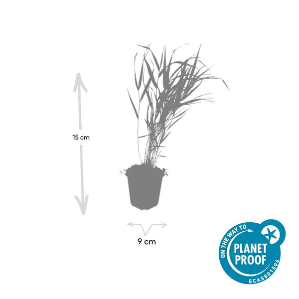 Hakonechloa macra (6 stuks)