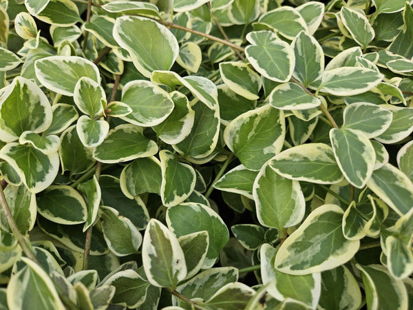 Vinca major 'Variegata' (6 stuks)