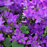 Campanula portenschlagiana (6 stuks)