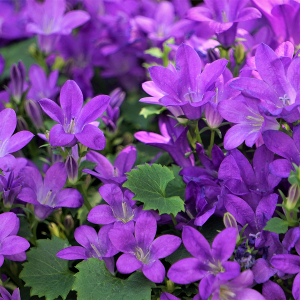 Campanula portenschlagiana (6 stuks)
