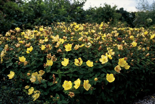 Hypericum dummeri 'Peter Dummer' (6 stuks)