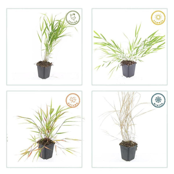 Hakonechloa macra (6 stuks)