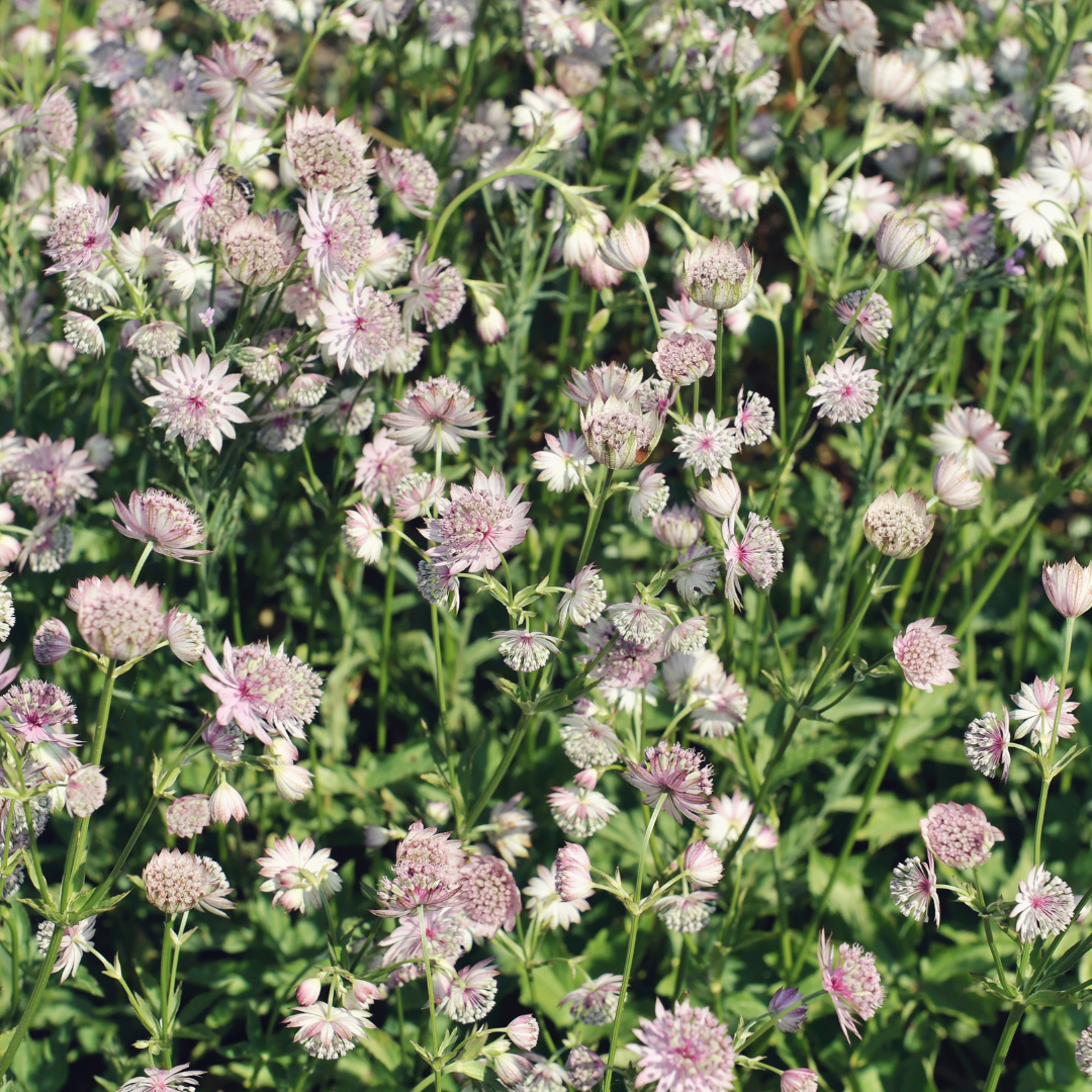 Astrantia major (6 stuks)