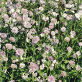 Astrantia major (6 stuks)