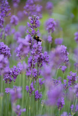Lavandula angustifolia 'Munstead' (6 stuks)