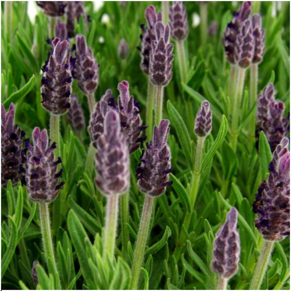 Lavandula stoechas 'Anouk' (24 stuks)