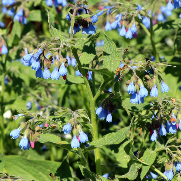 Symphytum grandiflorum 'Wisley Blue' (6 stuks)