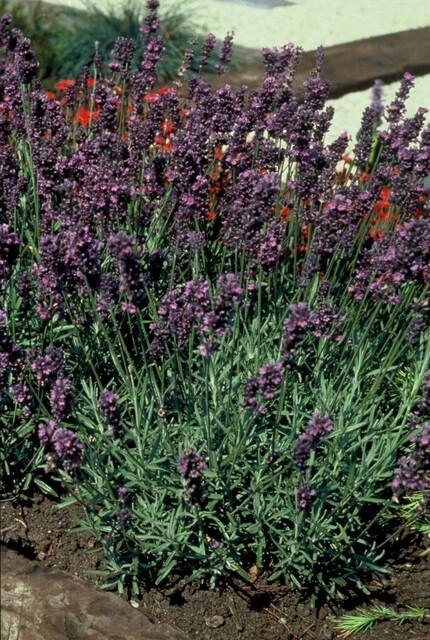 Lavandula angustifolia 'Munstead' (6 stuks)