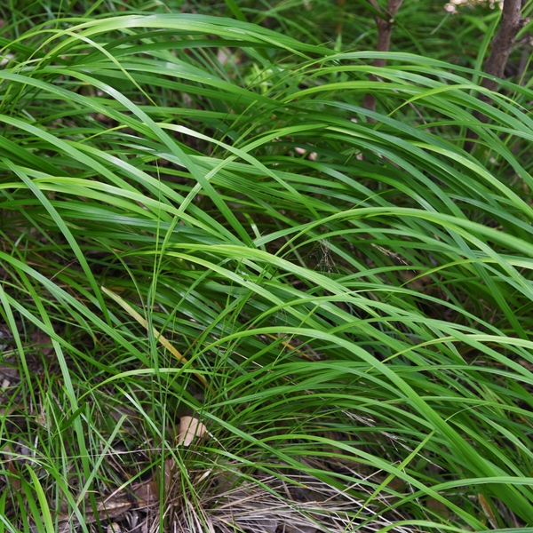 Carex morrowii (6 stuks)