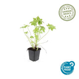 Geranium macrorrhizum (6 stuks)