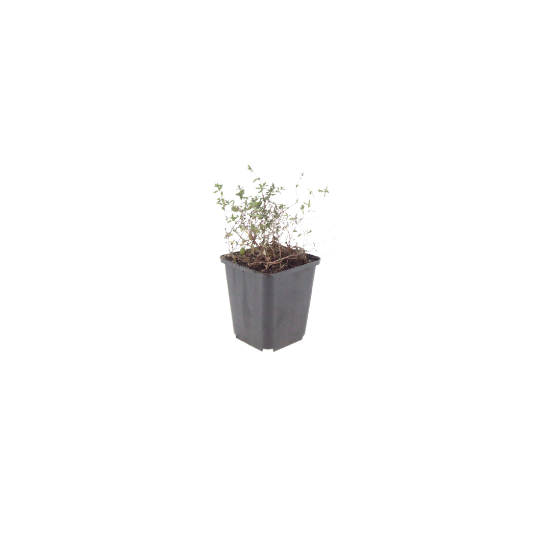 Thymus vulgaris (6 stuks)