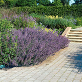 Nepeta 'Six Hills Giant' (6 stuks)