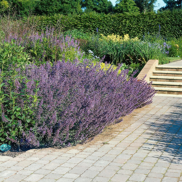 Nepeta 'Six Hills Giant' (6 stuks)