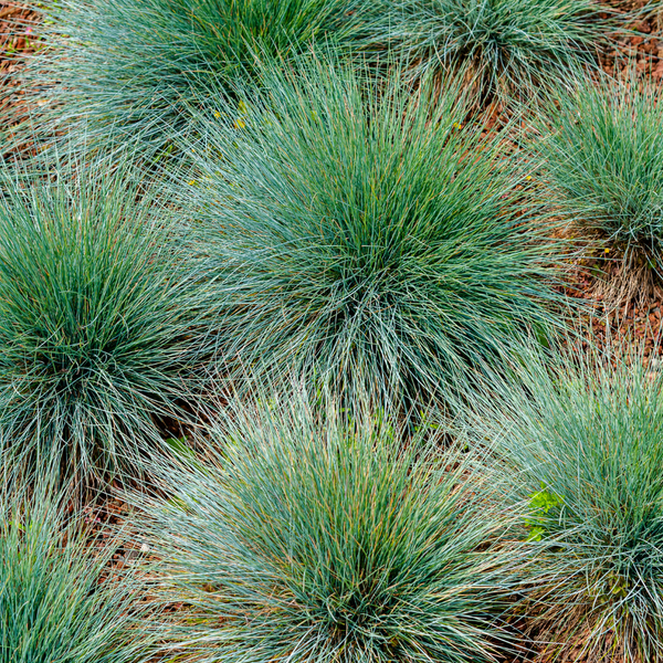 Festuca gautieri (6 stuks)