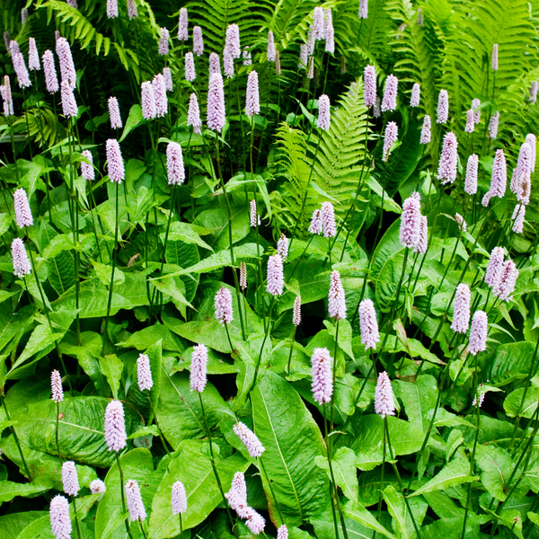 Persicaria amplexicaulis 'Alba' (6 stuks)