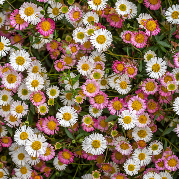 Erigeron karvinskianus (6 stuks)