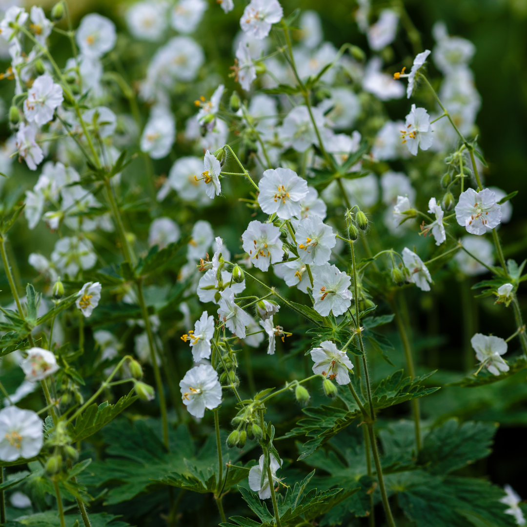 Geranium macrorrhizum 'White Ness' (6 stuks)