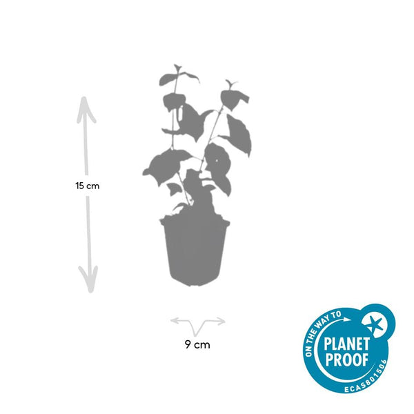 Cornus sanguinea 'Midwinter Fire' (6 stuks)