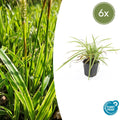 Carex morrowii 'Aureovariegata' (6 stuks)