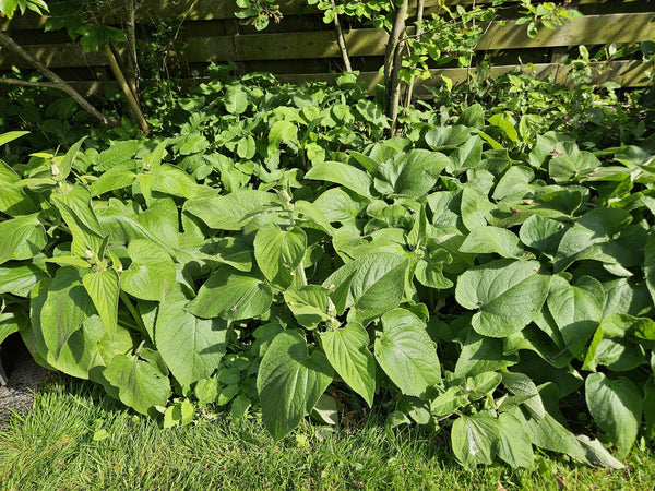 Phlomis russeliana (6 stuks)