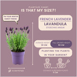Lavandula stoechas 'Anouk' (24 stuks)