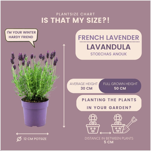 Lavandula stoechas 'Anouk' (24 stuks)