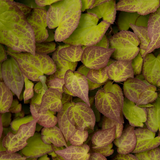 Epimedium perralchicum 'Frohnleiten' (6 stuks)