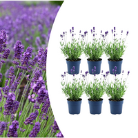Verpakking — Lavandula angustifolia 'Felice' (6 stuks)