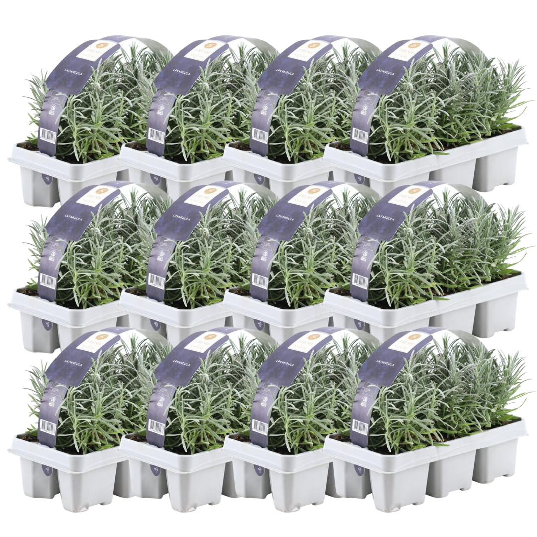 Lavandula angustifolia (72 stuks)