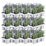 Lavandula angustifolia (72 stuks)