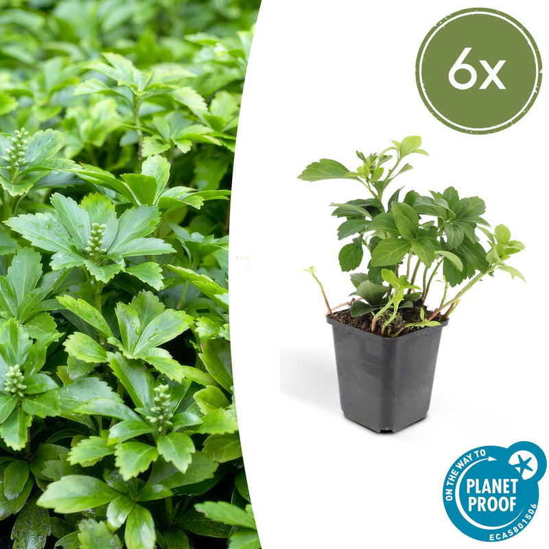 Pachysandra terminalis 'Green Carpet' (6 stuks)