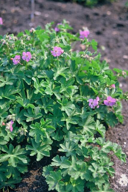 Geranium cantabrigiense 'Cambridge' (6 stuks)
