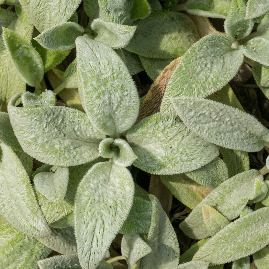 Ezelsoren 'Silver Carpet' (6 stuks)