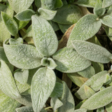 Ezelsoren 'Silver Carpet' (6 stuks)