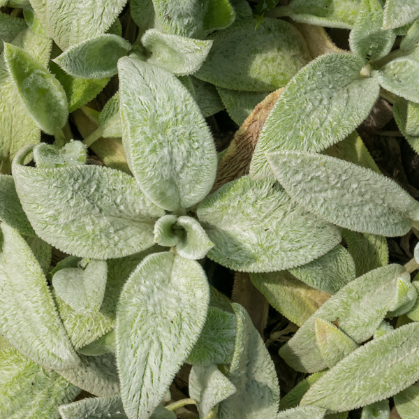 Ezelsoren 'Silver Carpet' (6 stuks)