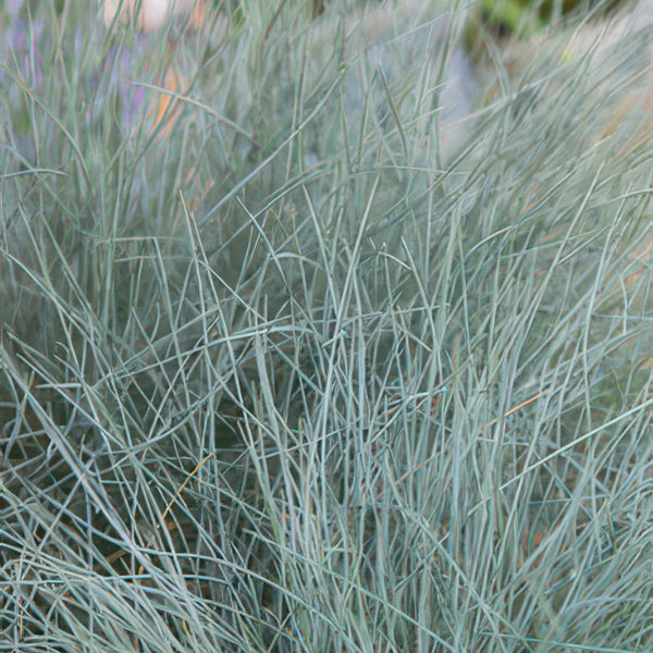 Festuca glauca 'Elijah Blue' (6 stuks)