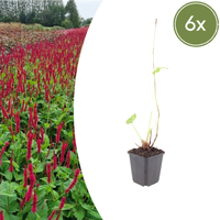 Verpakking — Persicaria amplexicaulis 'Blackfield' (6 stuks)