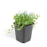 Isotoma fluviatilis (6 stuks)