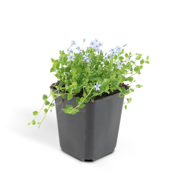 Isotoma fluviatilis (6 stuks)