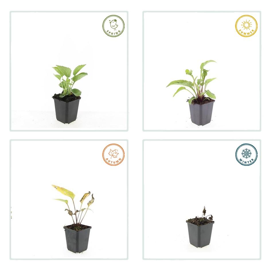 Echinacea purpurea 'Magnus' (6 stuks)