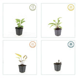 Echinacea purpurea 'Magnus' (6 stuks)