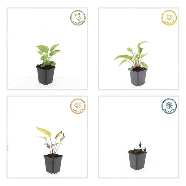 Echinacea purpurea 'Magnus' (6 stuks)