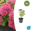 Sedum 'Herbstfreude' (6 stuks)