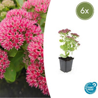 Verpakking — Sedum 'Herbstfreude' (6 stuks)