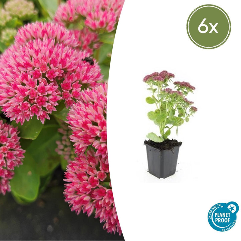 Sedum 'Herbstfreude' (6 stuks)