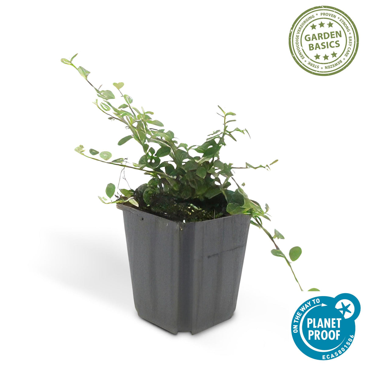 Cotoneaster procumbens 'Streib's Findling' (6 stuks)