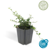 Cotoneaster procumbens 'Streib's Findling' (6 stuks)
