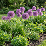 32x Allium Gladiator - Sierui