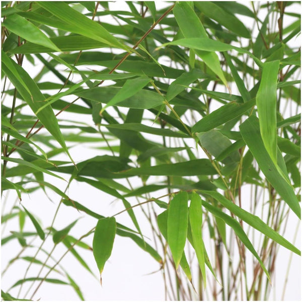 Fargesia rufa (6 stuks)