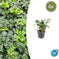 Verpakking — Pachysandra terminalis 'Green Sheen' (6 stuks)